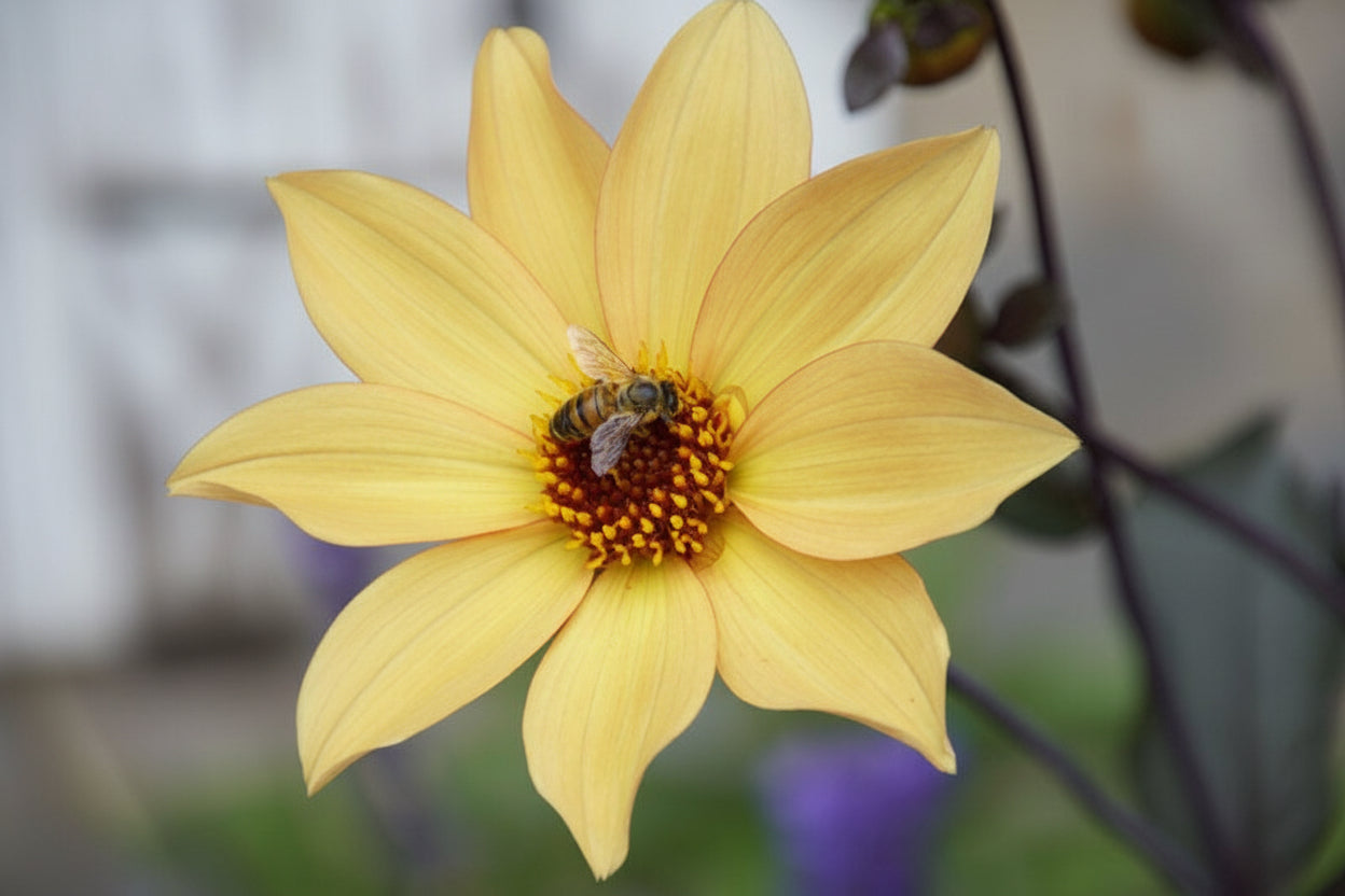 Bishop of York Dahlia Tuber | *PREORDER Spring 2026* | Blue Buddha Farm