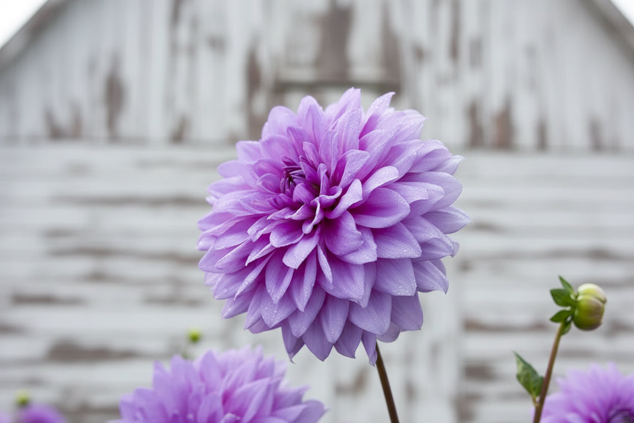 Close-up of a purple flower with a blurred green background