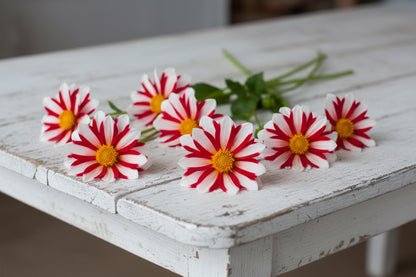 Fire and Ice Dahlia | Red & White Decorative Dahlia | Striking Cut Flower Favorite