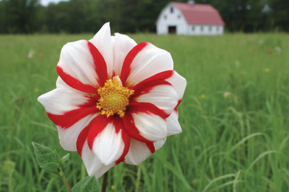 Fire and Ice Dahlia | Red & White Decorative Dahlia | Striking Cut Flower Favorite