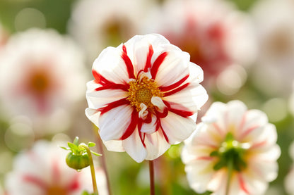 Fire and Ice Dahlia | Red & White Decorative Dahlia | Striking Cut Flower Favorite
