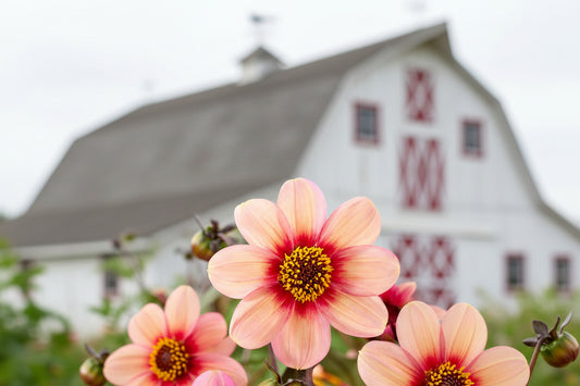 Close-up of a pink dahlia flower with a red center against a blurred green background.