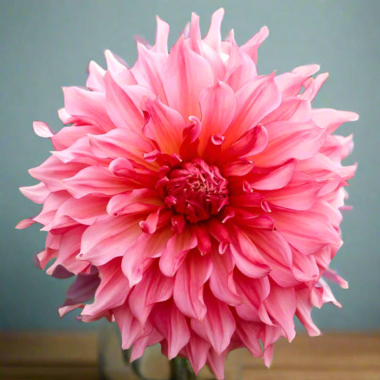 Islander Dinnerplate Dahlia with massive pink, peach, and coral-orange blooms, perfect for garden borders and cut flower arrangements.