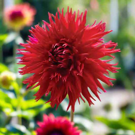 Close-up of Dahlia Jaxon with large, fully double, crimson red blooms featuring a darker center and ruffled petals, thriving in full sun.