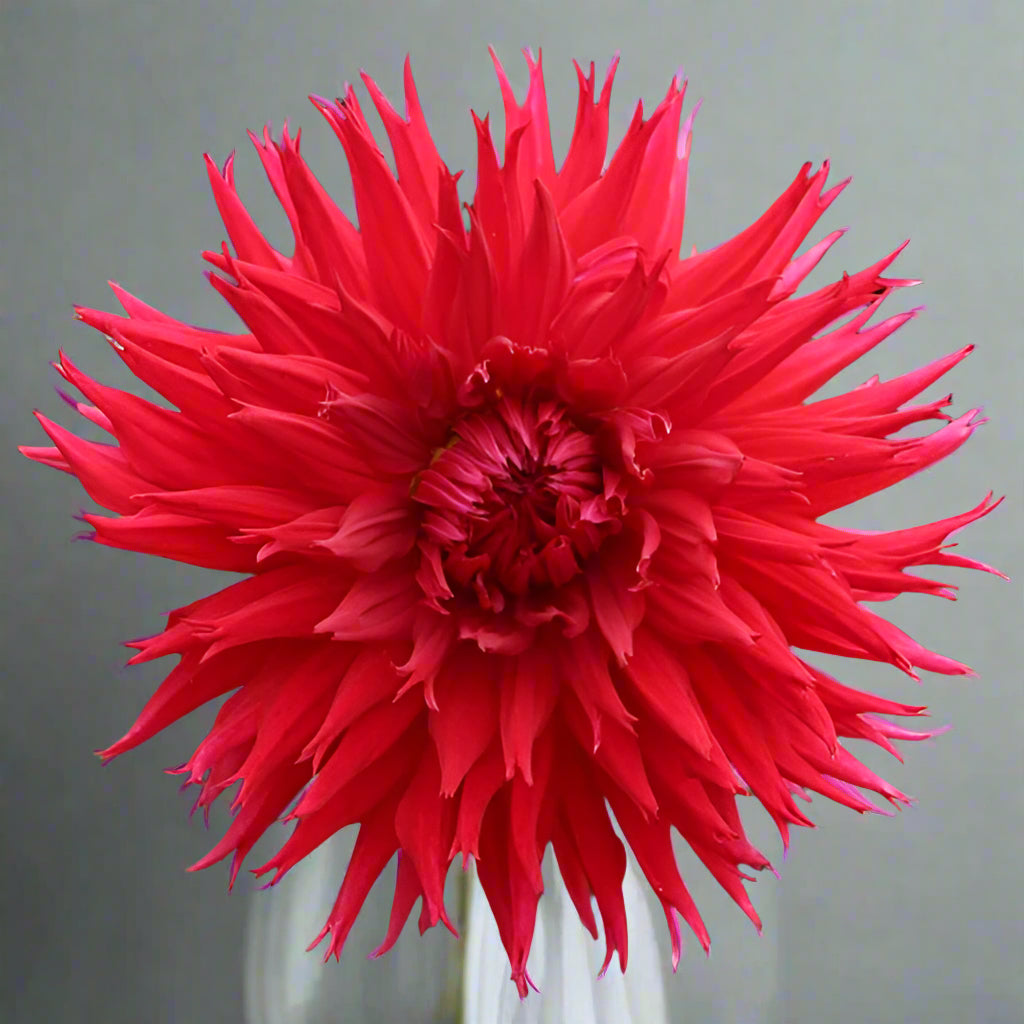 Detailed view of Dahlia Jaxon, showcasing its vibrant, fully double crimson blooms with a contrasting darker center and ruffled petals, thriving in a sunny, well-drained garden.