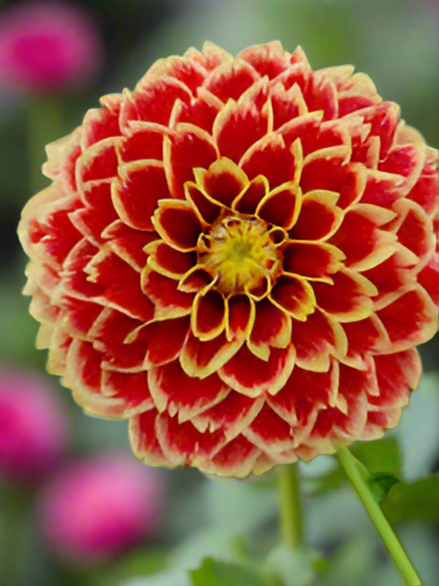 Flooring Dahlia Tuber 'Jowey Hubert' from Blue Buddha Farm, featuring 5-inch fully double blooms that transition from lemon yellow to intense red-orange with yellow edges, creating a sunset-inspired display.