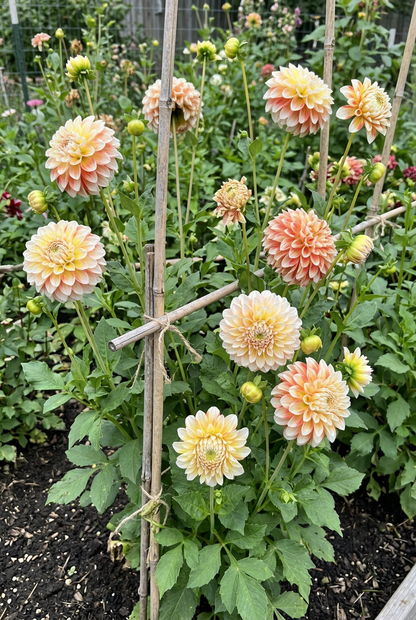 Jowey Fantasy dahlias growing in a sunny cutting patch