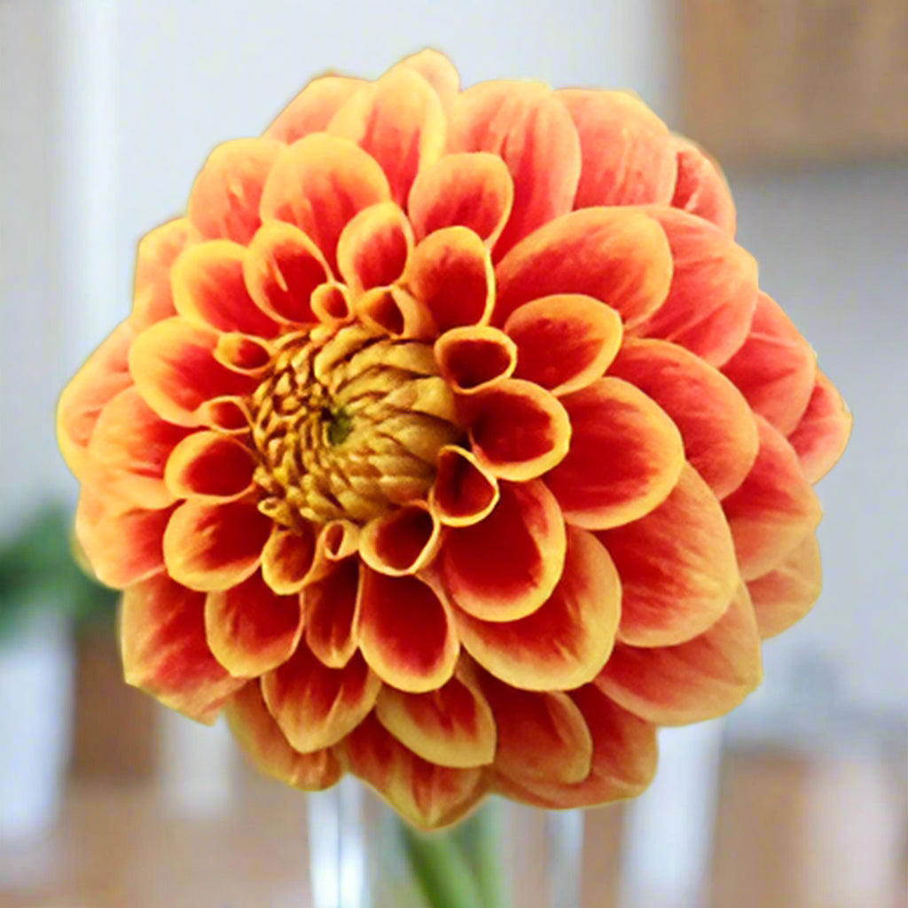 Flooring Dahlia 'Jowey Hubert' features luxurious 5-inch fully double blooms that transition from a soft lemon yellow with a red-orange core to a vivid red-orange with subtle yellow edges, evoking a breathtaking sunset.