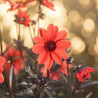 Close-up of a bright red flower with dark green leaves in the background