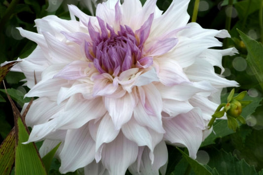 Shiloh Noelle Dinnerplate Dahlia Tuber | *PREORDER Spring 2026 | Giant 8–10” Pale Lavender Pink Bloom