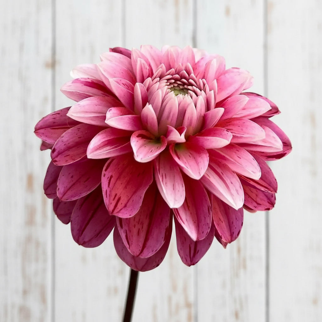 Close-up of a pink flower against a gray background