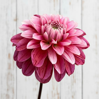 Close-up of a pink flower against a gray background