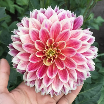 Pink and white dahlia flower with green leaves in the background