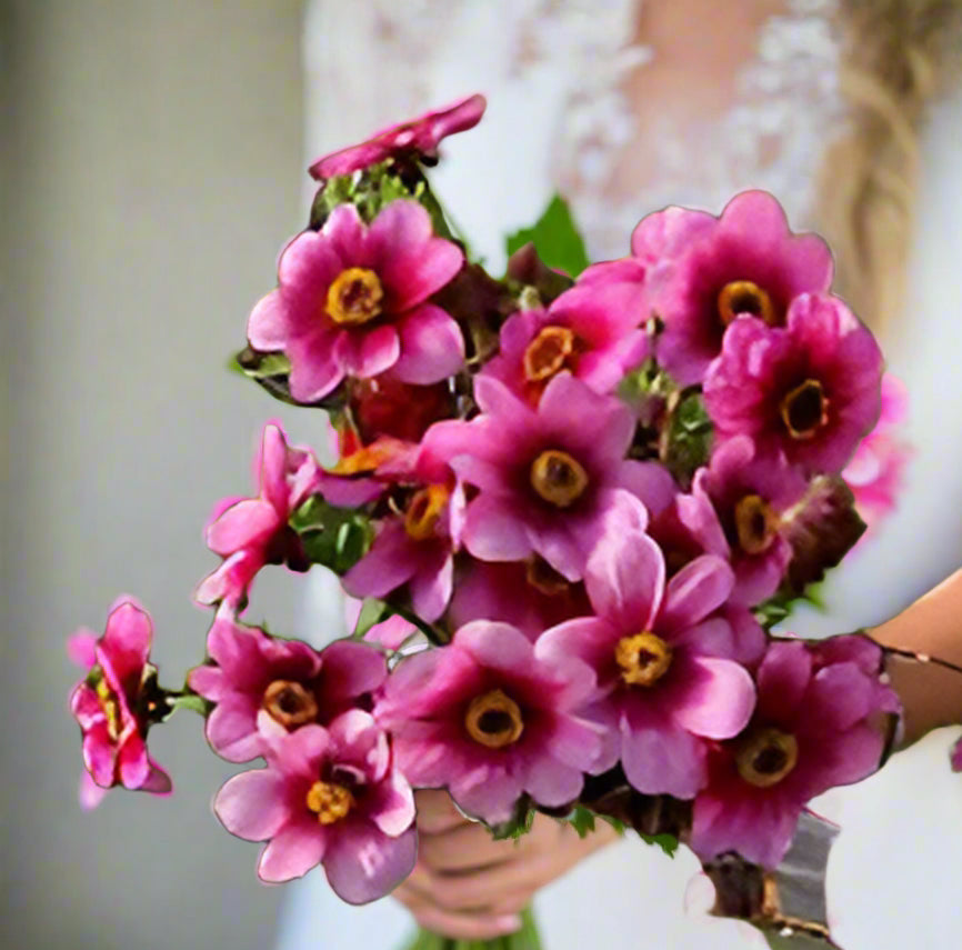 A bride holds a stunning bouquet of Wishes n Dreams Dahlias, featuring vibrant 3-inch blooms with deep-reddish pink halos and golden yellow centers, radiating romantic midsummer garden elegance.