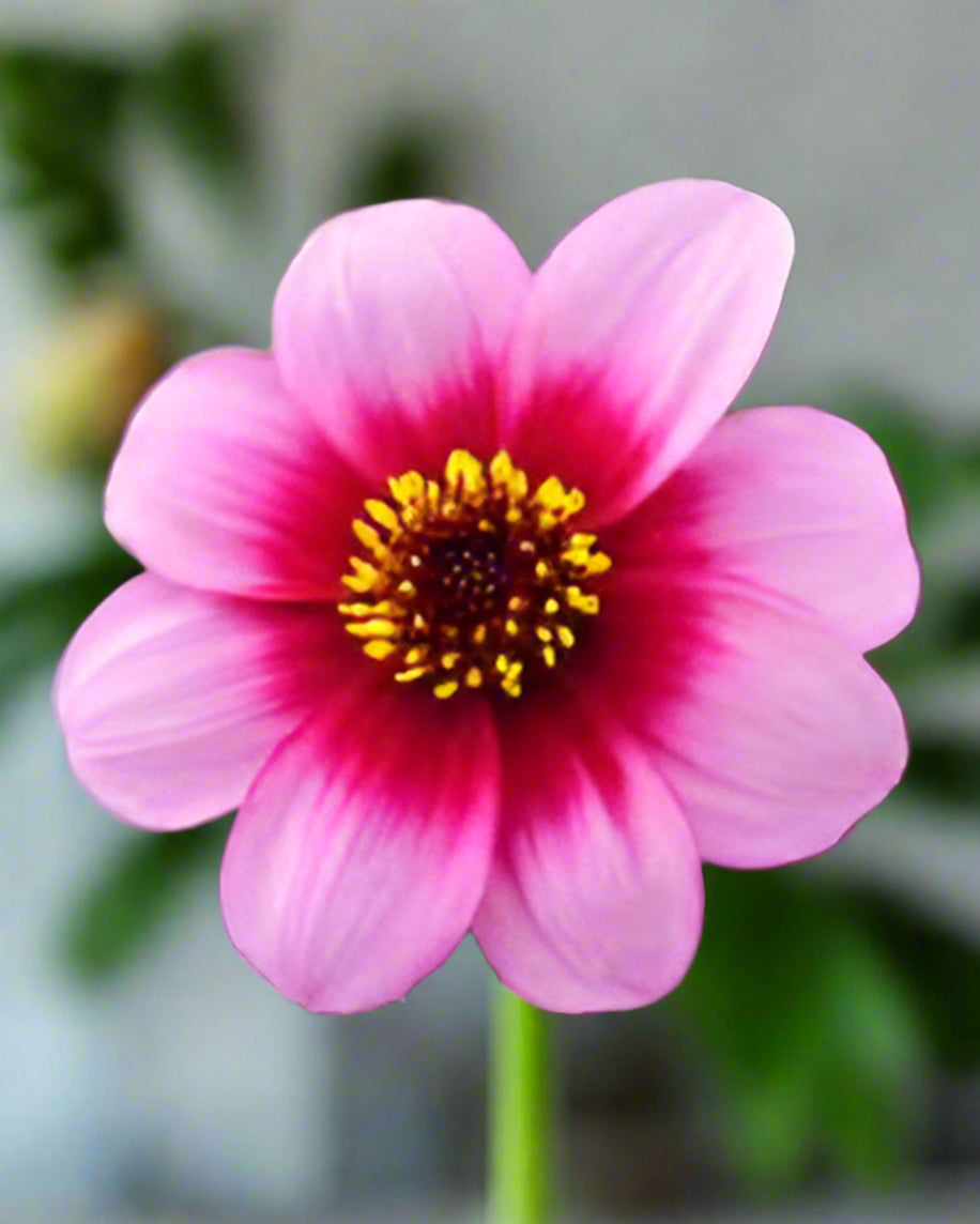 Close-up of a single Wishes n Dreams Dahlia, revealing a vivid 3-inch two-tone blossom with a deep-reddish pink halo and a luminous golden core, perfect for midsummer landscapes.