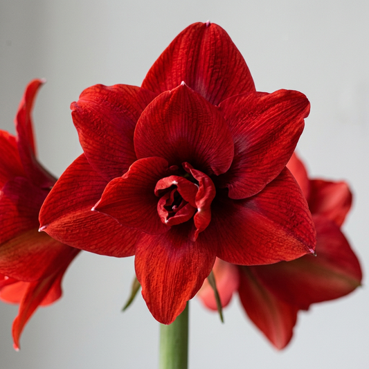 Double King sculptural double-bloom detail
