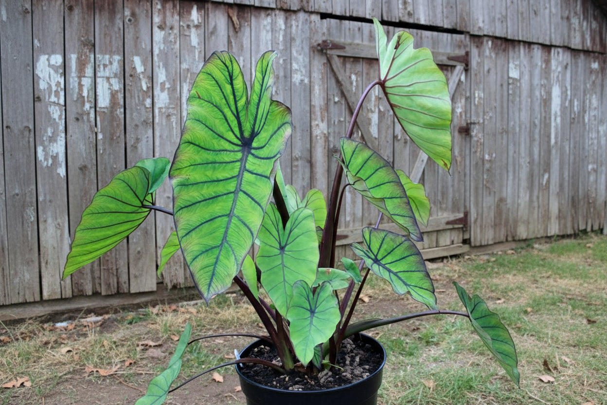 Potted plant with large green leaves on a grassy background