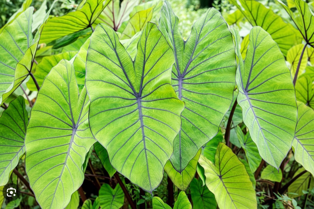 Large green leaves with a blurred natural background