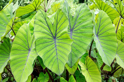 Large green leaves with a blurred natural background