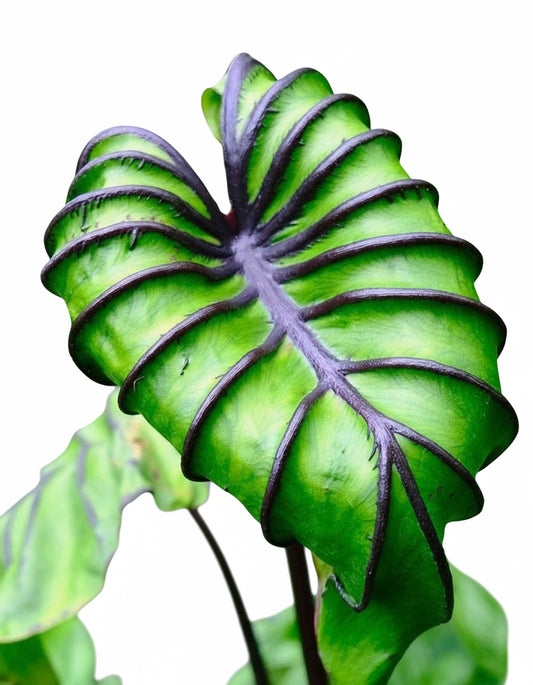 Pharaoh’s Mask elephant ear with glossy green leaves and dark purple veins