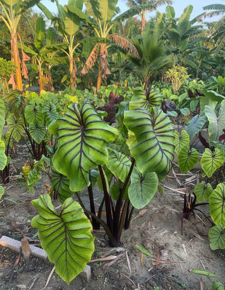 Tropical elephant ear plant thriving near a water feature