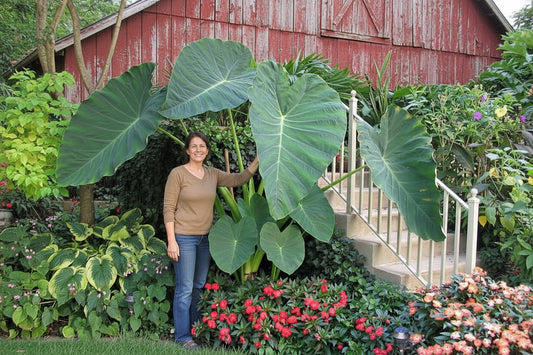 Man standing next to a large green leafy plant in a garden with flowers and a house in the background.