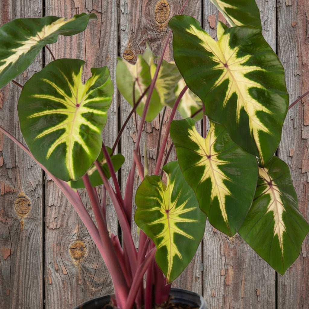 Potted colocasia Waikiki with green and yellow leaves on a white background