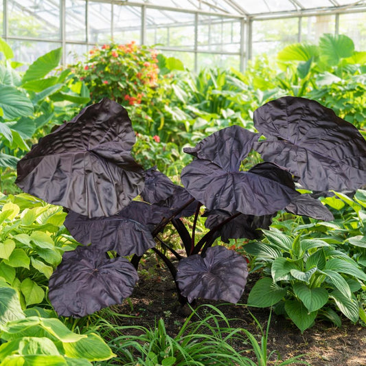 Black elephant ear plants in a greenhouse setting with other greenery.