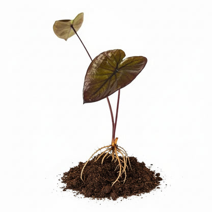 A Black Magic elephant ear live plant plug ready for planting 