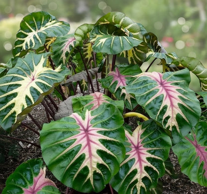 Close-up of colocasia leaf showing pink center vein and painted variegation.