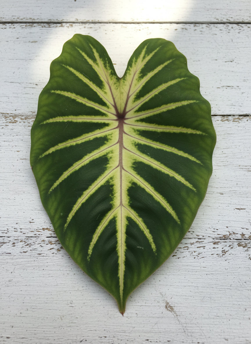 Large green leaves with pinkish veins in a natural setting