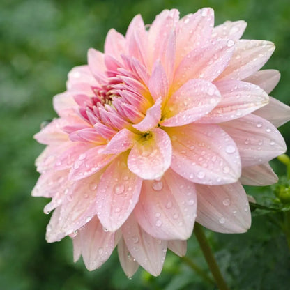 Fairway Pilot Dahlia Tuber | *PREORDER Spring 2026* | Blue Buddha Farm