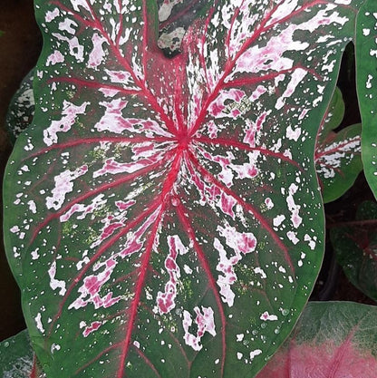 Close-up of a Florida Calypso caladium leaf, highlighting its striking bi-color pattern and intricate veining.