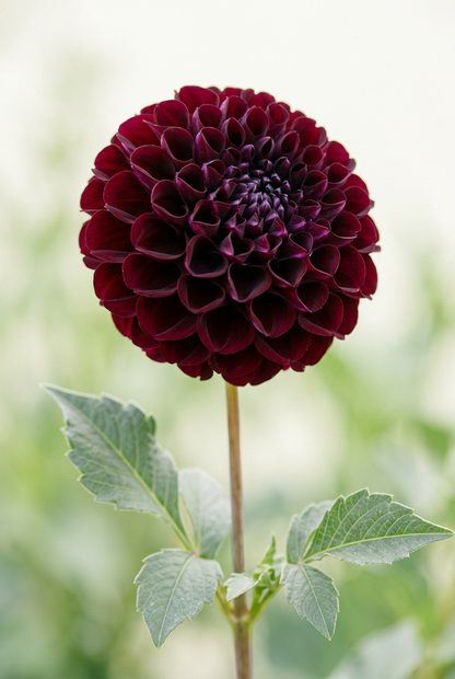Gipsy Night Dahlia Tuber | Spring 2027 Preorder | Ships Spring 2027