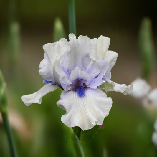 Delicate beauty of the 'Blue Flirt' bearded iris in a serene flower garden