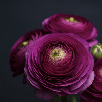 Tecolote Purple ranunculus flowers — rich magenta-violet layered ruffled blooms