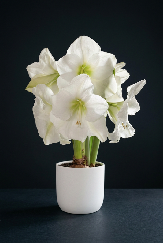 White Candle amaryllis with luminous white trumpet flowers and chartreuse-green centers in a white pot against a charcoal background