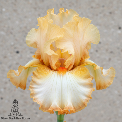 Mimosa Tall Bearded Iris — zen boutique close-up with Blue Buddha Farm logo