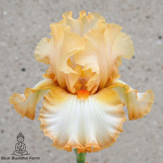 Mimosa Tall Bearded Iris — zen boutique close-up with Blue Buddha Farm logo
