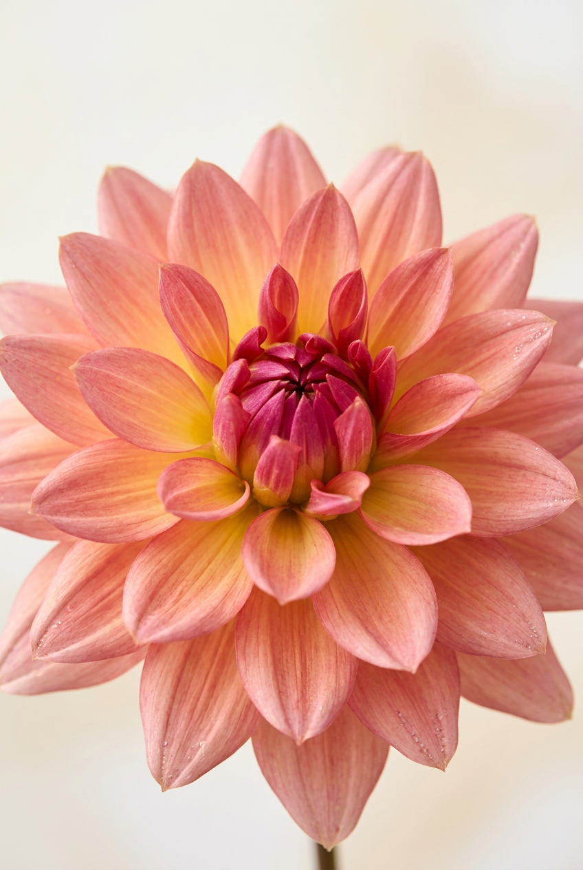 Close-up of Melody Dora salmon-pink and warm yellow petals
