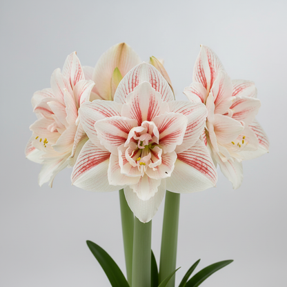Aquaro Dutch amaryllis double blooms in creamy white with rich red-pink veining on tall stems