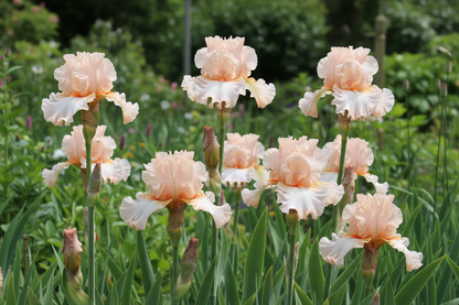 Magical Tall Bearded Iris blooming in a lush garden setting