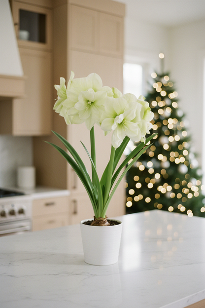 Amaryllis Dutch Marilyn in a white ceramic pot on a white kitchen counter with muted Christmas tree in background