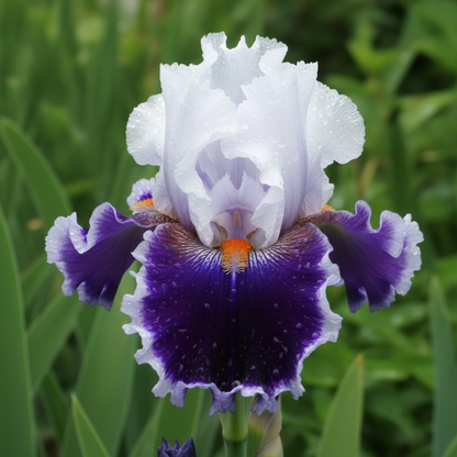 Bravery tall bearded iris with white standards and deep blue-purple falls with tangerine beards