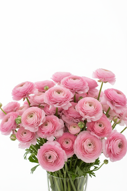 Lush bouquet of Aviv Rose ranunculus in soft rosy pink
