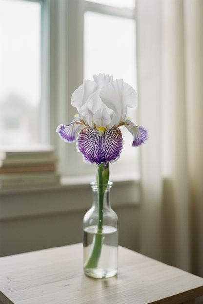 Riveting dwarf bearded iris in vase in home interior