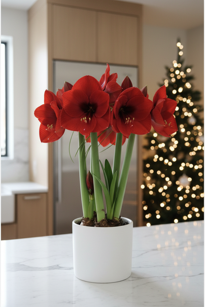 Amaryllis Dutch Red Lion – bold velvety red blooms in a white kitchen with muted Christmas tree