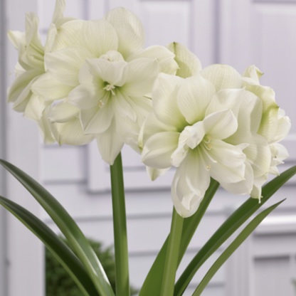 Amaryllis Dutch Marilyn – close-up of pure white double-petaled ruffled blooms