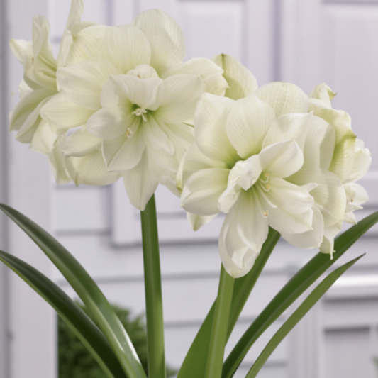 Amaryllis Dutch Marilyn – close-up of pure white double-petaled ruffled blooms