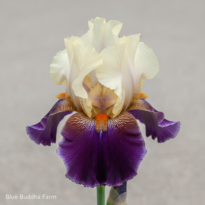 Centurion Suit Tall Bearded Iris — zen boutique close-up with Blue Buddha Farm watermark